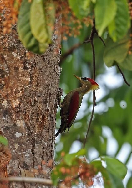 Crimson-winged Woodpecker (Picus puniceus observandus) adult female, clinging to tree trunk, Taman Negara N. P