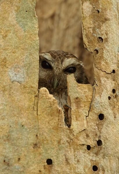 Cuban Screech-owl (Gymnoglaux lawrencii exsul) adult, roosting in hollow tree trunk, Zapata Peninsula