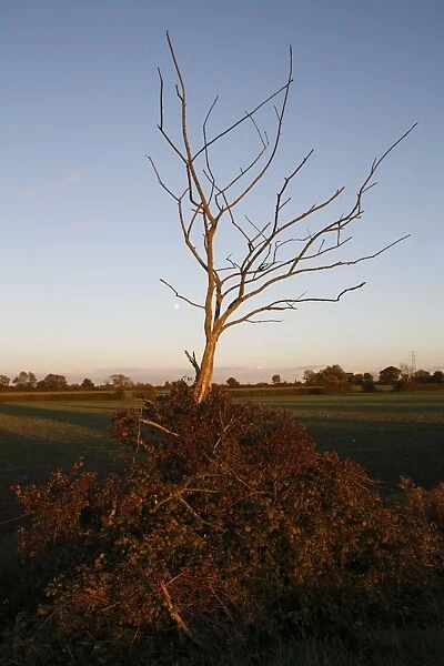 Dead tree in remnant of hedgerow, covered with Bramble (Rubus fruticosus) at edge of arable field at dusk, Bacton