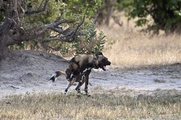 Defecating Hunting dog. Lycaon pictus is a large canid found only in Africa