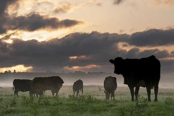 Domestic Cattle, bull, cows and calves, herd silhouetted on coastal grazing marsh at sunrise, Elmley Marshes N. N. R