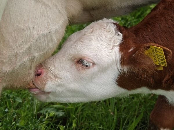 Domestic Cattle, Hereford cross calf suckling, close-up of head, Devon, England