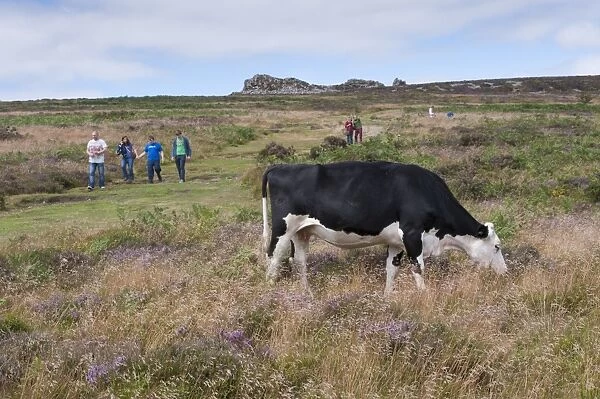 Domestic Cattle, Hereford cross cow, grazing on quartzite ridge and hill with walkers, Stiperstones, Shropshire