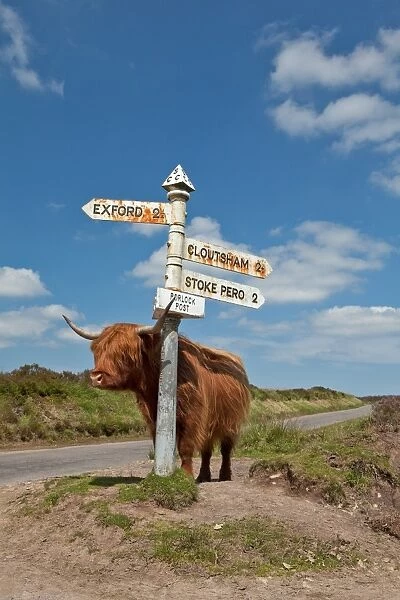 Domestic Cattle, Highland Cattle, cow, standing beside direction signpost, Porlock Post Junction, Exmoor, Somerset