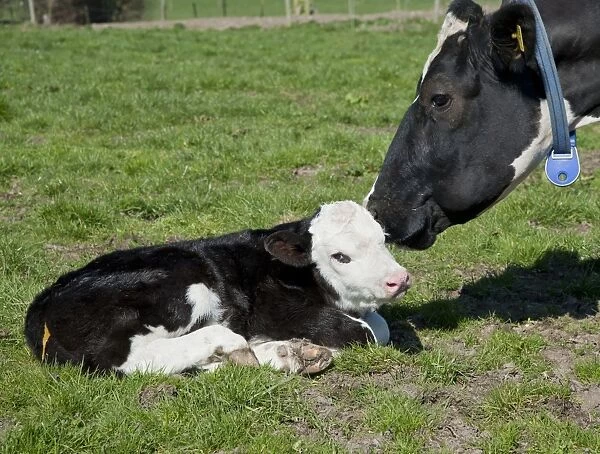 Domestic Cattle, Holstein Friesian type dairy cow with Hereford cross bull calf, in pasture on organic farm, Shropshire, England, march
