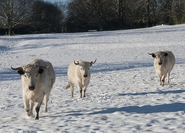 Domestic Cattle, White Park cows, walking in snow covered parkland, Leagram, Chipping, Lancashire, England, december