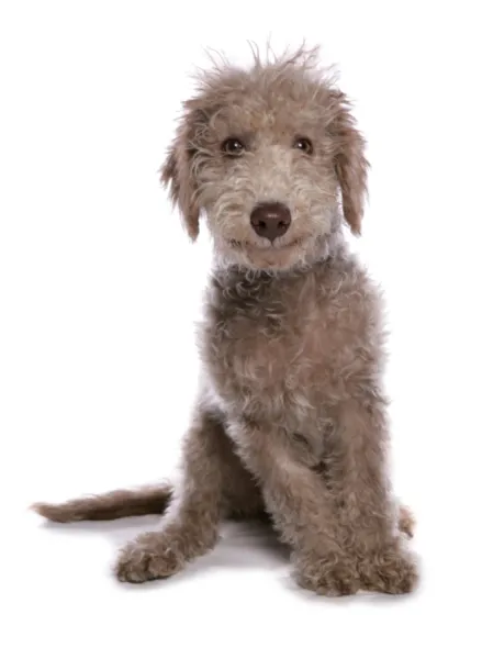 Domestic Dog, Bedlington Terrier, puppy, sitting