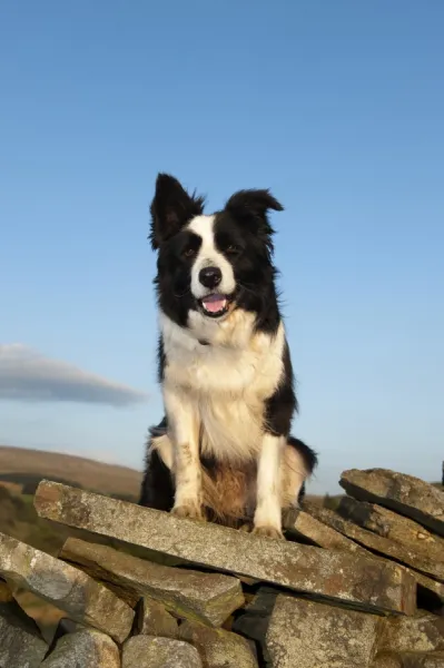 Domestic Dog, Border Collie sheepdog, adult, sitting on drystone wall in upland farm, England, april