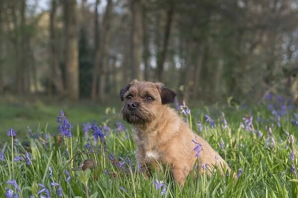 Domestic Dog, Border Terrier, adult, sitting in Bluebell (Endymion non-scriptus) flowering mass in deciduous woodland