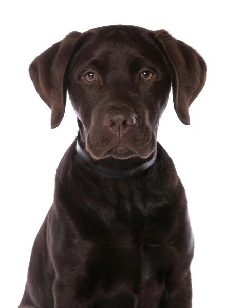 Domestic Dog, Chocolate Labrador Retriever, male puppy, close-up of head, with collar