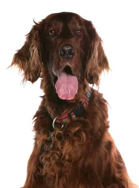 Irish Setter Dog Print, Close-Up Head Art Prints, Posters