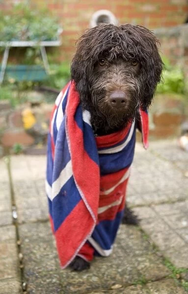 Domestic Dog, Labradoodle, young female, with towel wrapping around wet coat, standing in garden, England, december