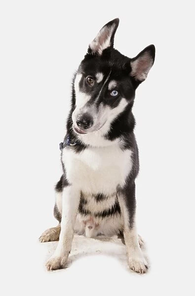 Domestic Dog, Siberian Husky, adult, with different coloured eyes, sitting