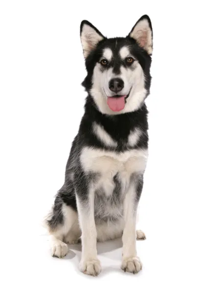 Domestic Dog, Siberian Husky x German Shepherd, puppy, sitting