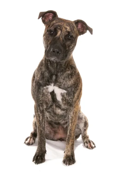 Tiger stripe sales pitbull for sale