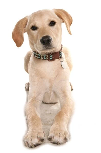 Domestic Dog, Yellow Labrador Retriever, puppy, laying, with collar and tag