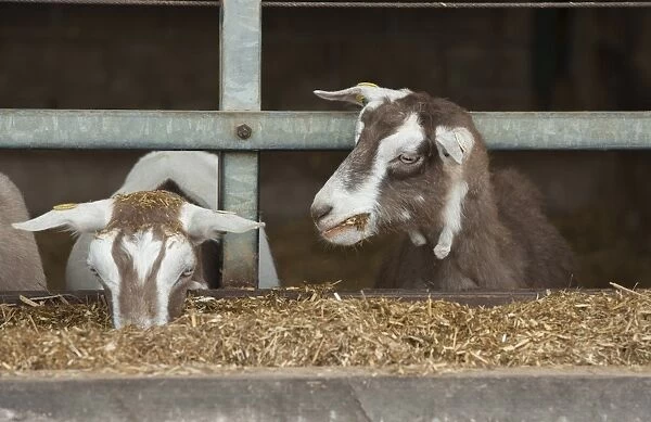 Domestic Goat, Toggenburg nannies, feeding at feed barrier in yard, Yorkshire, England, September