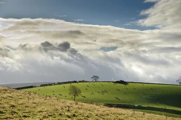 Domestic Sheep, flock grazing in pasture, with rain shower clouds over farmland, Clun, Shropshire, England, october