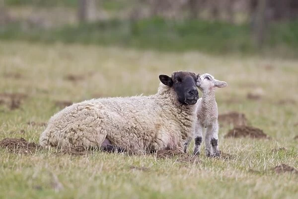 Domestic Sheep, Suffolk mule ewe with lamb, three-days old, interacting in pasture, Suffolk, England, february