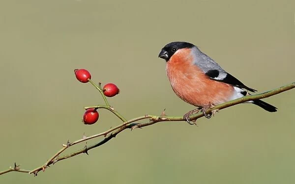 Eurasian Bullfinch (Pyrrhula pyrrhula) adult male, perched on rose stem with rosehips, Leicestershire, England, January