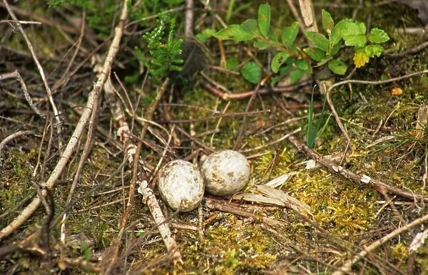 Eurasian Nightjar (Caprimulgus europaeus) two eggs in nest, Decoy Heath Reserve, Berkshire, England