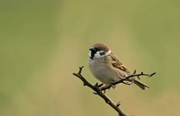 Eurasian Tree Sparrow (Passer montanus) adult, perched on twig, Cheshire, England, March