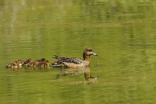 Eurasian Wigeon (Anas penelope) adult female with ducklings, swimming, Northeastern Iceland, June