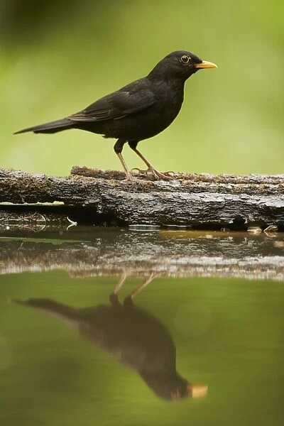 European Blackbird (Turdus merula) adult male, standing at edge of woodland pool with reflection, Hungary, May