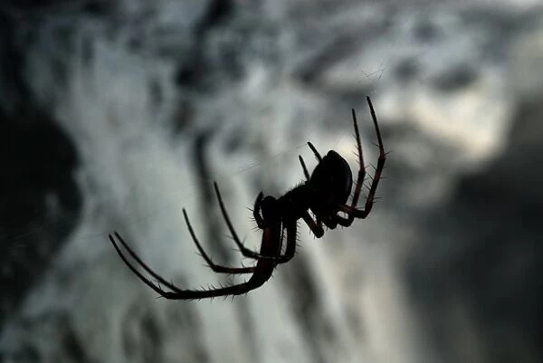 European Cave Spider (Meta menardi) adult female, on web in cave, Italy