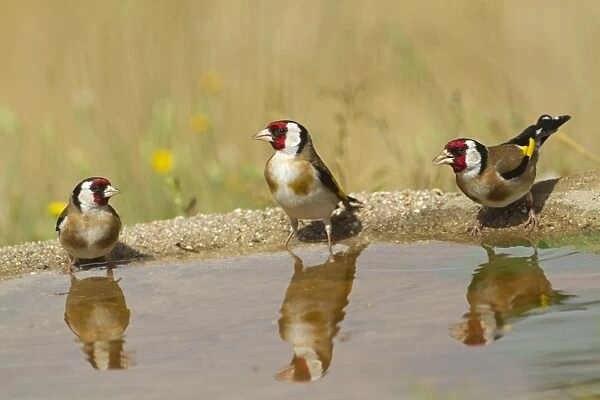European Goldfinch (Carduelis carduelis) three adults, drinking at pool with reflections, Spain, june