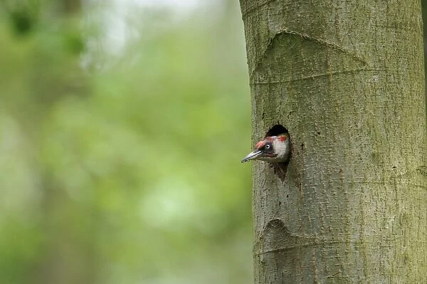 European Green Woodpecker (Picus viridis) adult male, emerging from nesthole entrance in tree trunk, Cannock Chase
