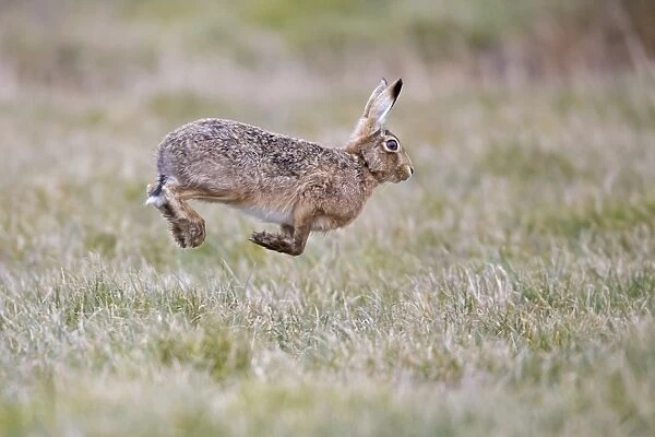 European Hare (Lepus europaeus) adult male, running, stotting back to female in grass field, Suffolk, England, March
