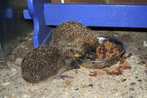 European Hedgehog Erinaceus europaeus two adults