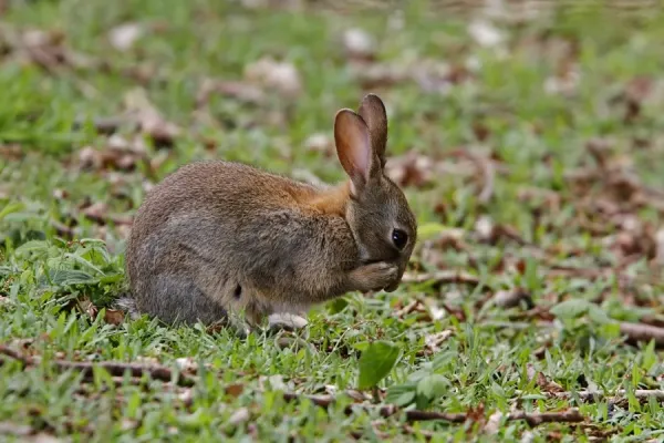 European Rabbit Grooming Art Prints, Posters Puzzles from