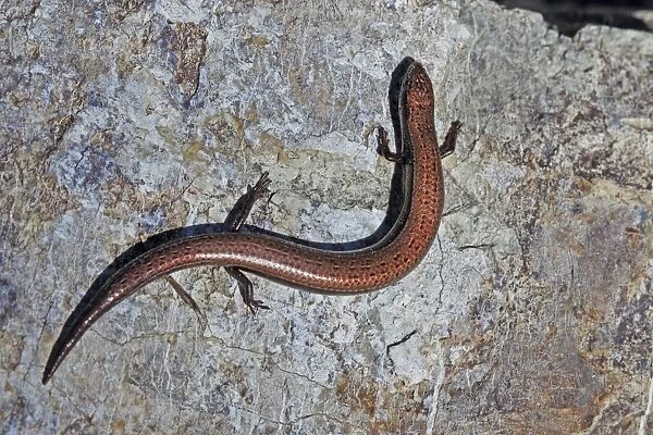 European Snake-eyed Skink (Ablepharus kitaibelii) adult, resting on rock, Lesvos, Greece, april