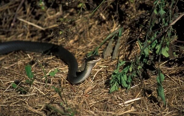 Everglades Racer Snake(Coluber constrictor paludicola)