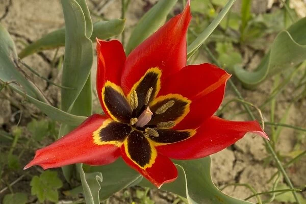 Eyed Tulip (Tulipa agenensis) close-up of flower, growing in arable field, Cyprus, March