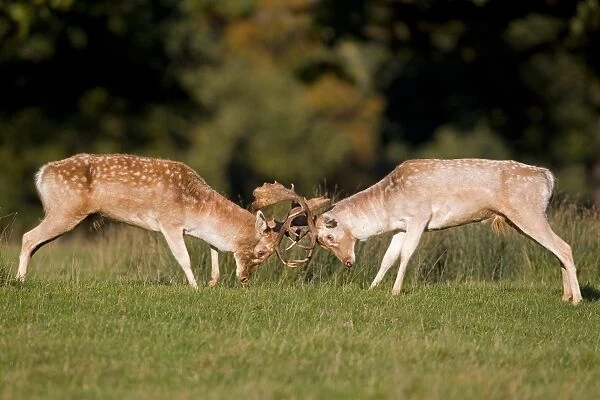 Fallow Deer (Dama dama) two bucks, fighting, during rutting season, Suffolk, England, october