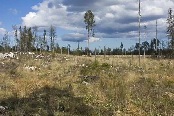 Felled and cleared coniferous forest, Sweden