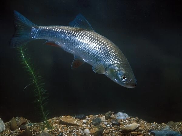 Fish - Chub (Leuciscus cephalus)