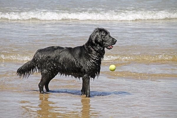 Flat coated Retriever dropping ball in the sea