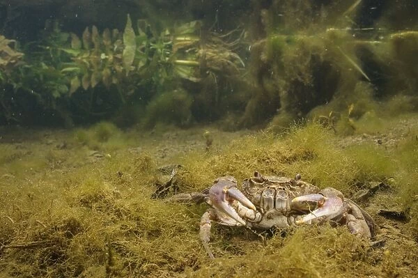 Freshwater Crab (Potamon fluviatilis) adult, underwater in river habitat, Tuscany, Italy, May