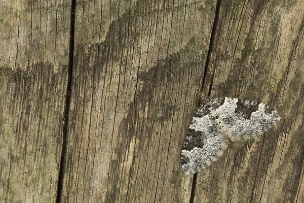 Garden Carpet Moth (Xanthorhoe fluctuata) adult, resting on fence, Sheffield, South Yorkshire, England, September