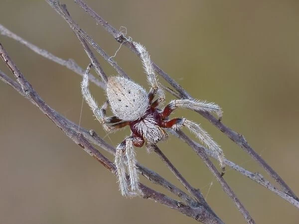 Garden Orb-weaving Spider (Eriophora biapicata) adult female, weaving web around twigs, Western Australia, Australia