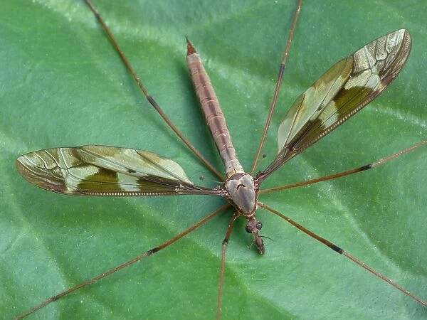 Giant Cranefly (Tipula maxima) adult, resting on leaf, Cannobina Valley, Italian Alps, Piedmont, Northern Italy, July