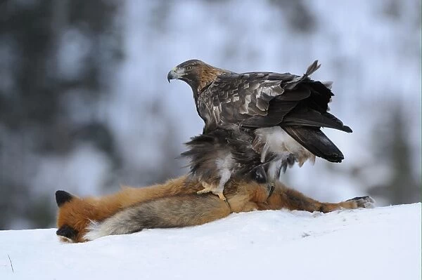 Golden Eagle (Aquila chrysaetos) adult, feeding on Red Fox (Vulpes vulpes) carcass in snow, Norway, february