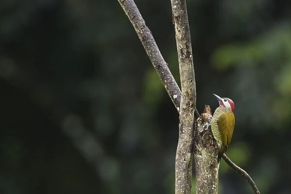 Golden-olive Woodpecker (Colaptes rubiginosus trinitatis) adult male, clinging to tree snag, Trinidad