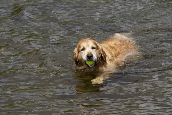 The Golden Retriever is a medium-sized breed of dog. They were historically developed as gundogs to retrieve shot