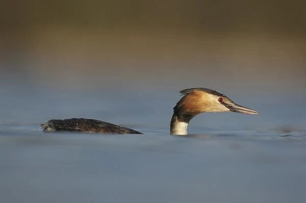 Great Crested Grebe (Podiceps cristatus) adult, swimming on lake, Derbyshire, England, march