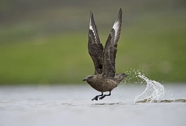 Great Skua (Stercorarius skua) adult, in flight, taking off from water, Fetlar, Shetland Islands, Scotland, june